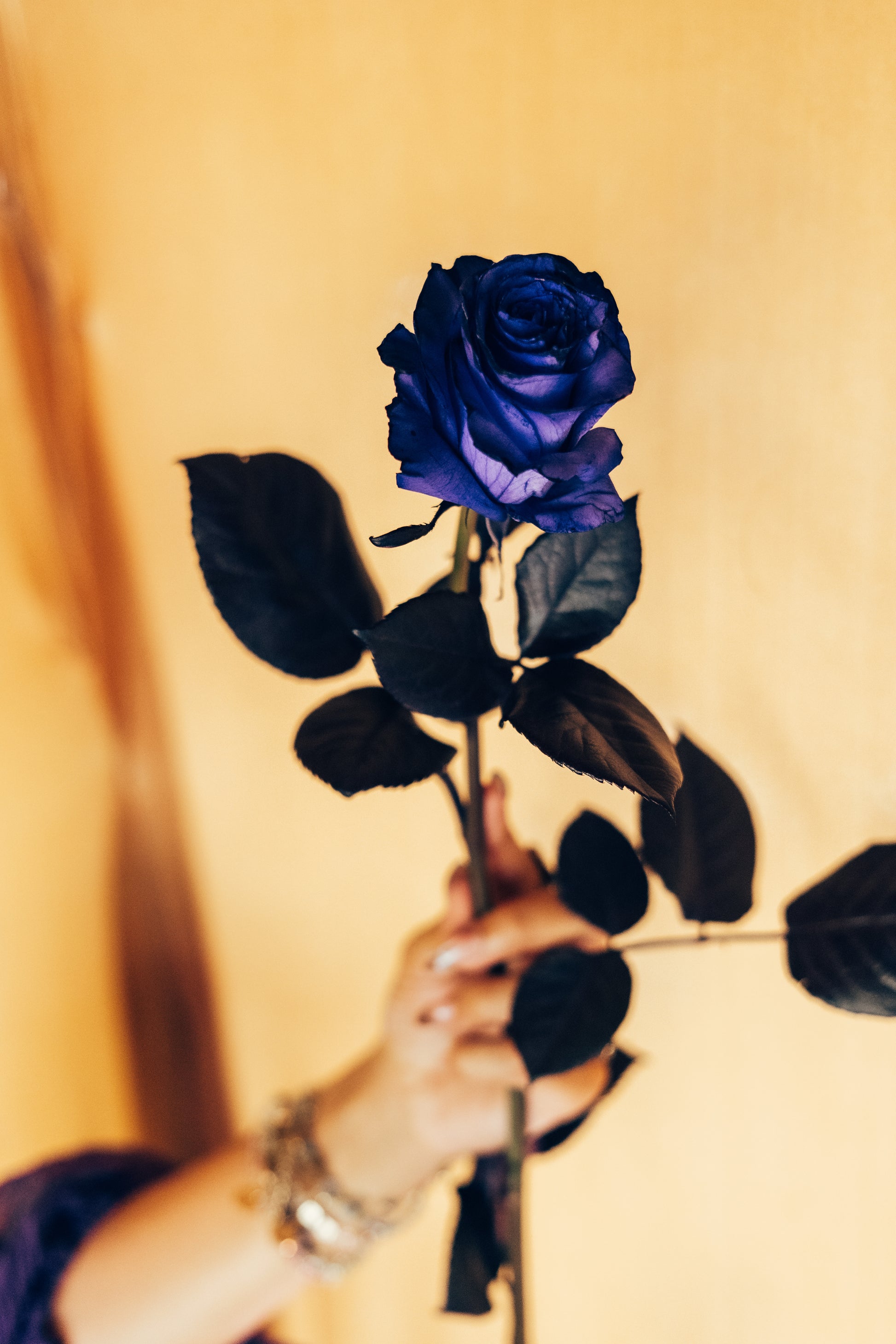 Hand holding a blue rose against a beige background