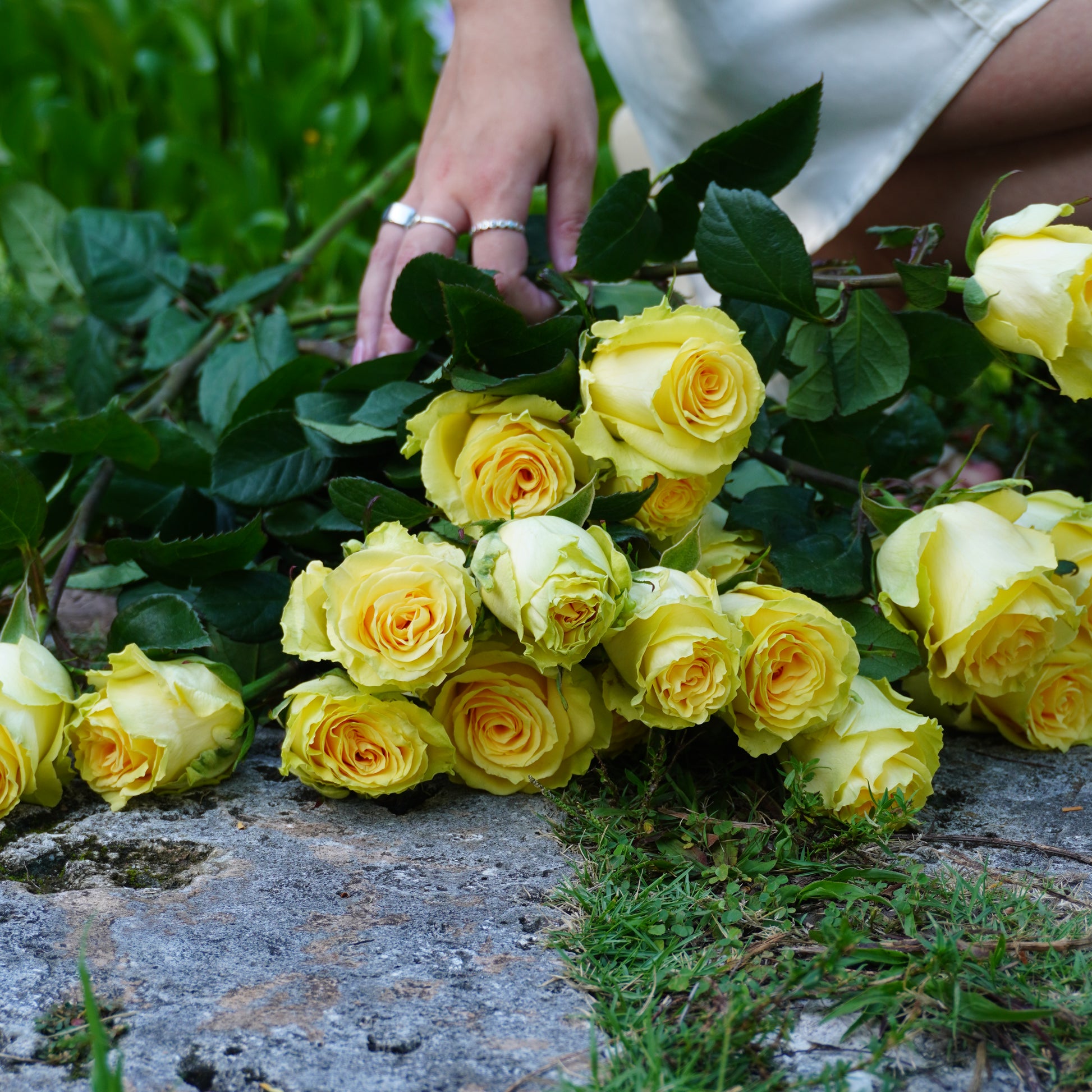 Yellow roses against a stone wall with a hand reaching out