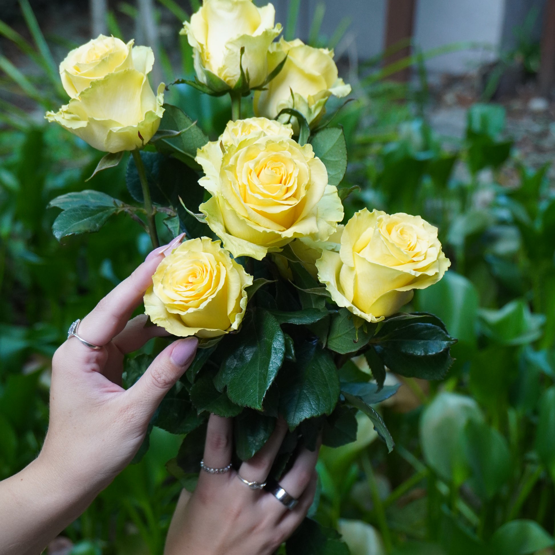 Bouquet of yellow roses held by a person with greenery in the background
