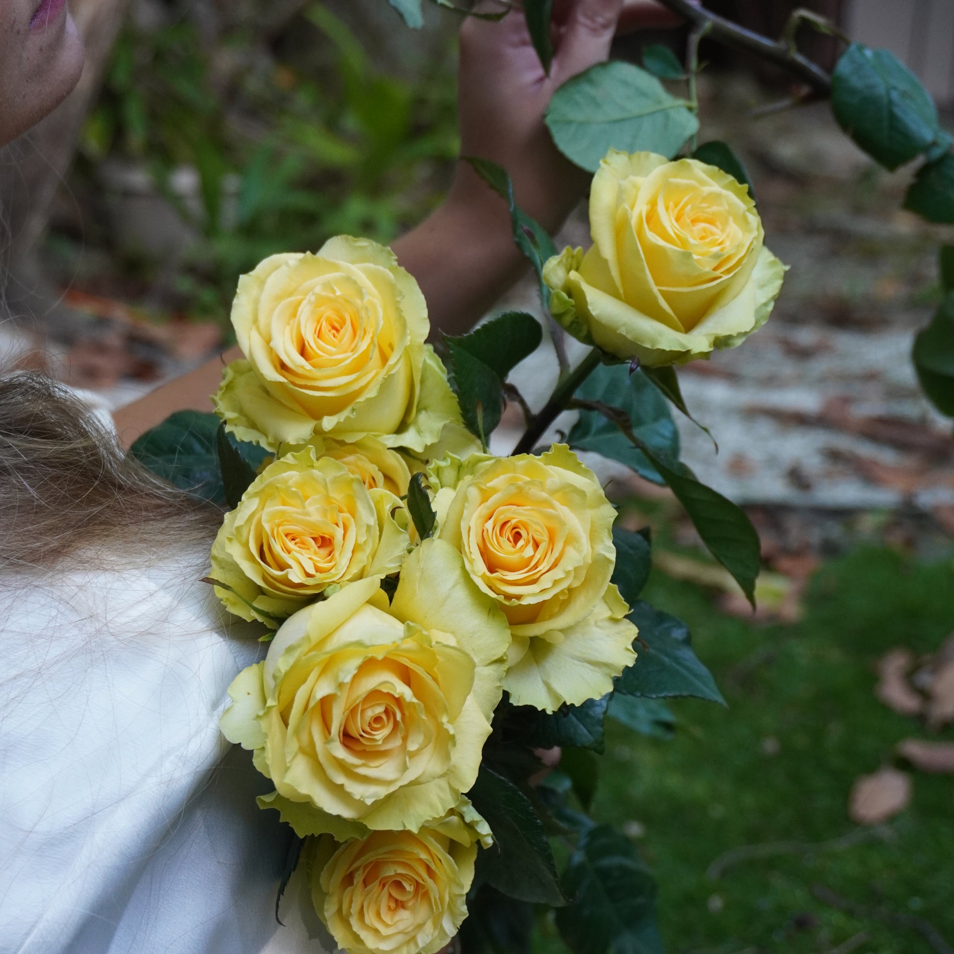 Close-up of yellow roses held by a person with a blurred background