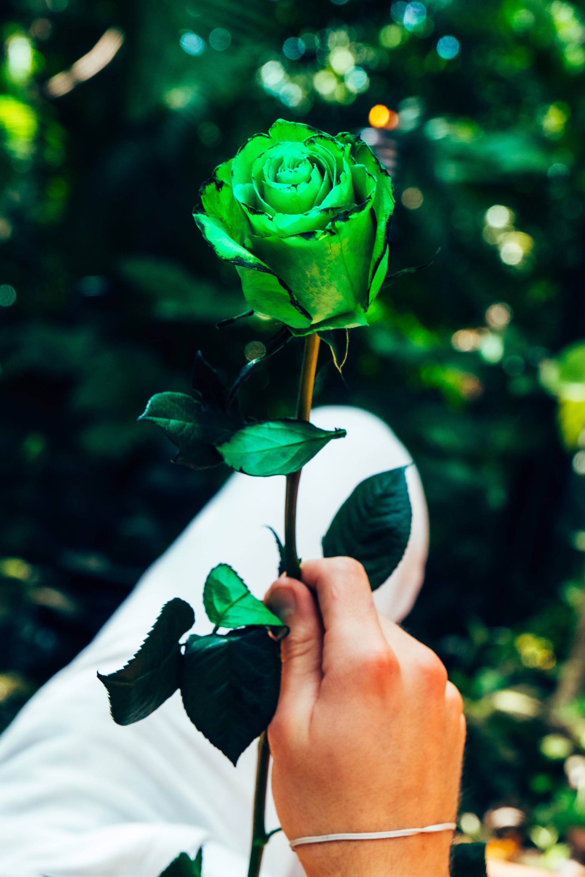 Person holding a green rose against a blurred green background