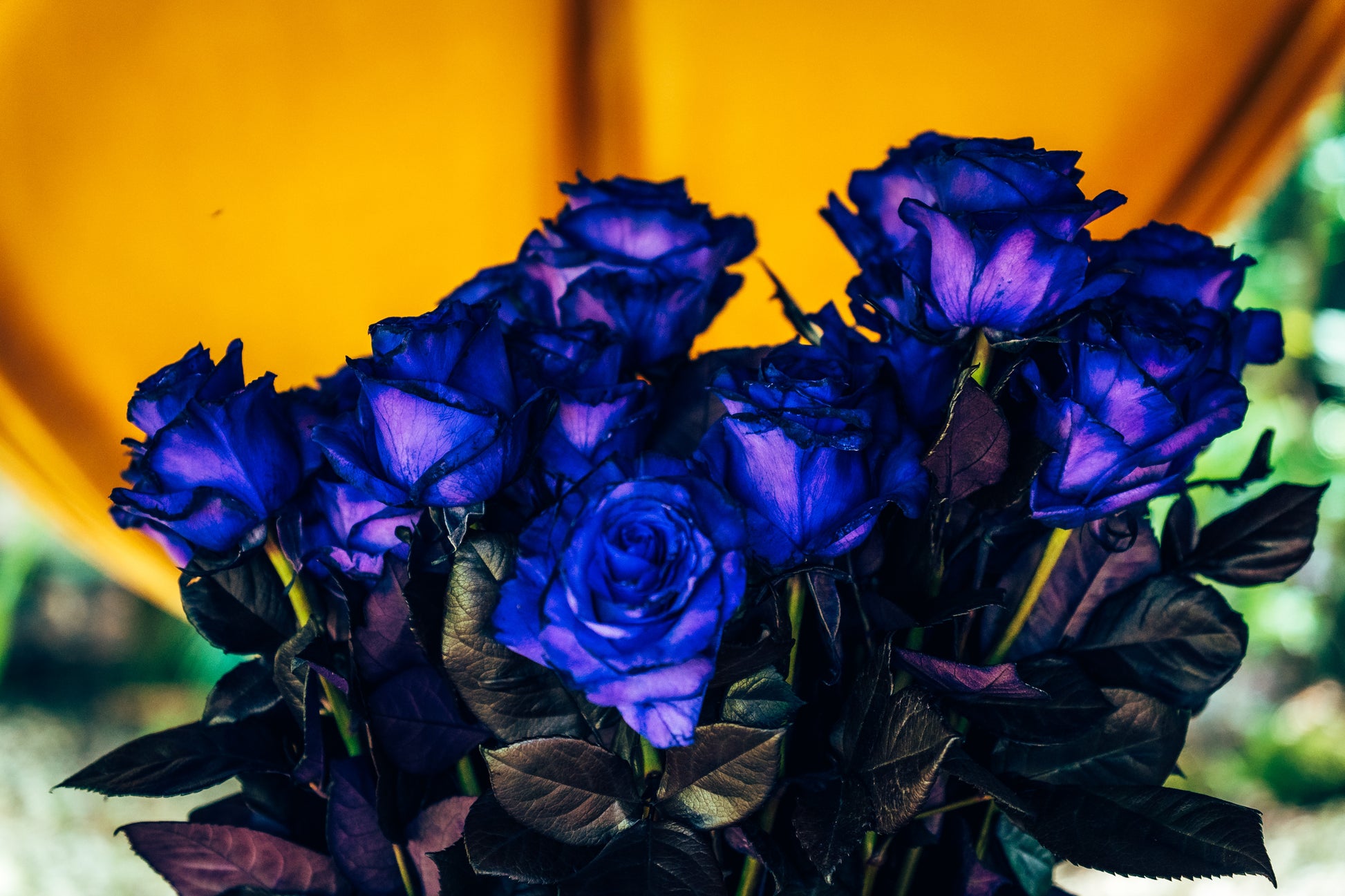 Bouquet of blue roses with a blurred yellow and green background