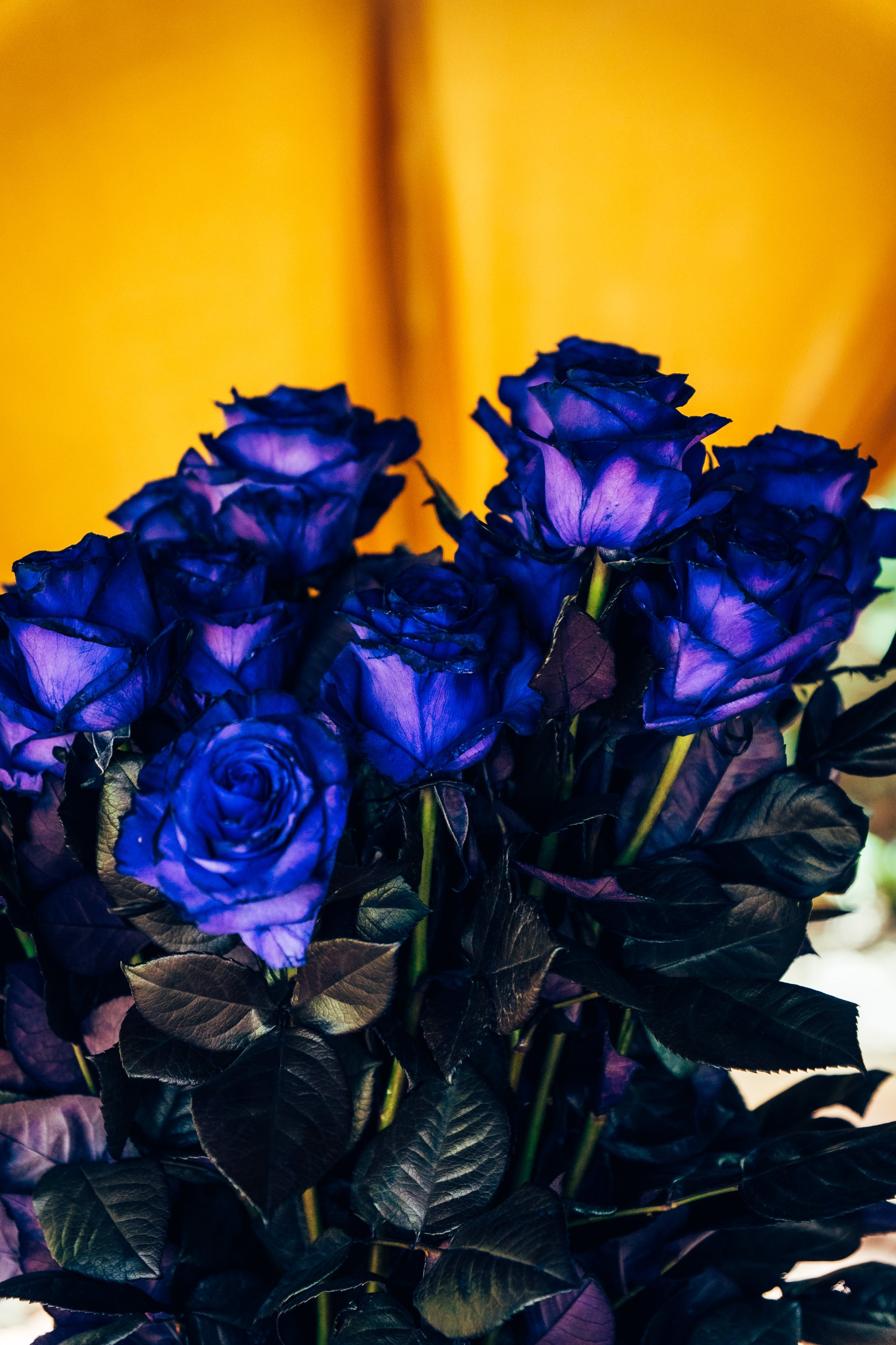 Bouquet of blue roses with a yellow background