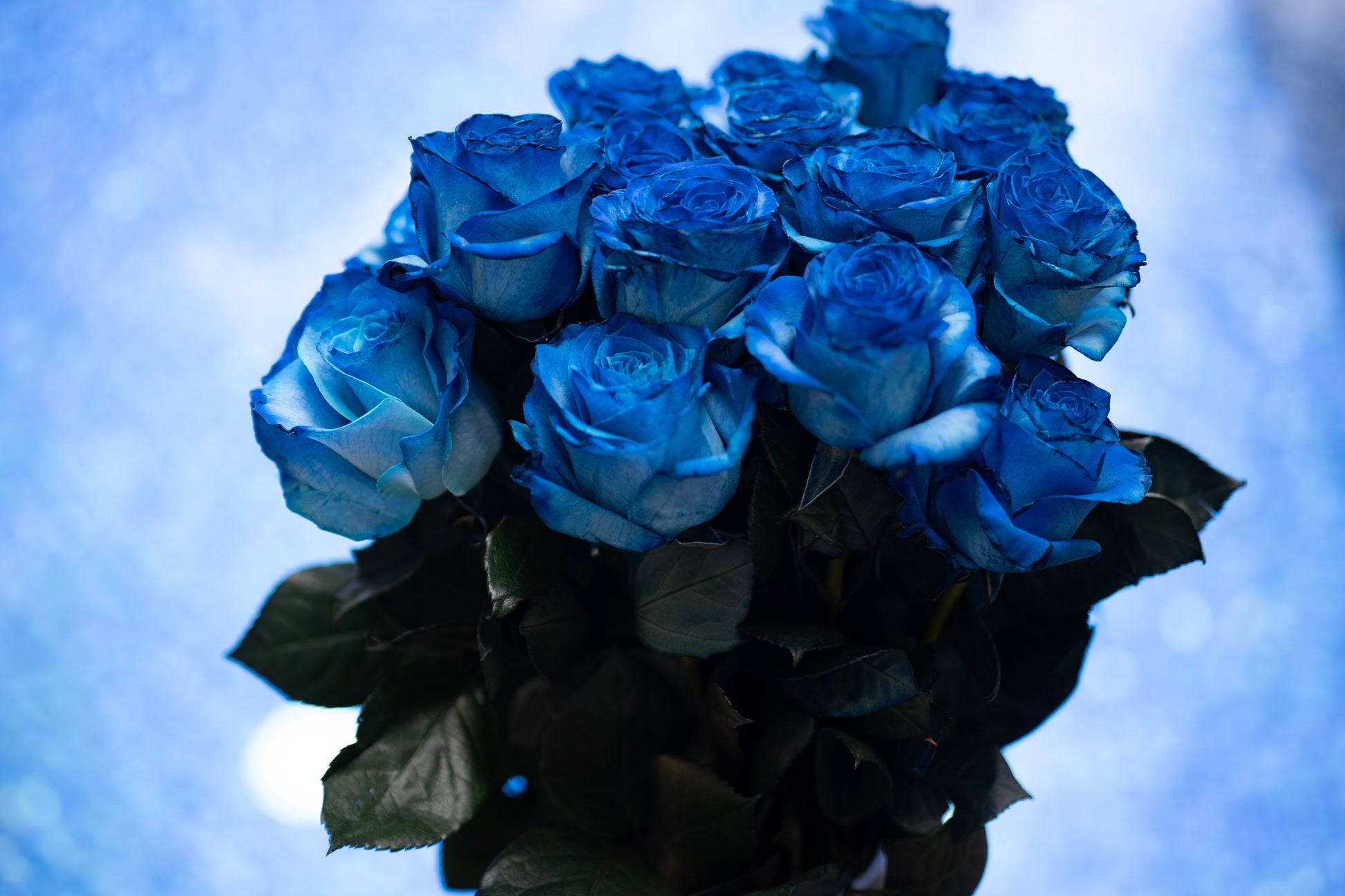 Bouquet of blue roses against a blurred blue background