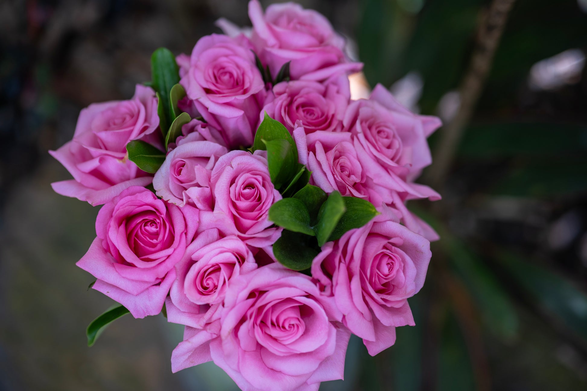 Bouquet of pink roses with green leaves on a blurred background