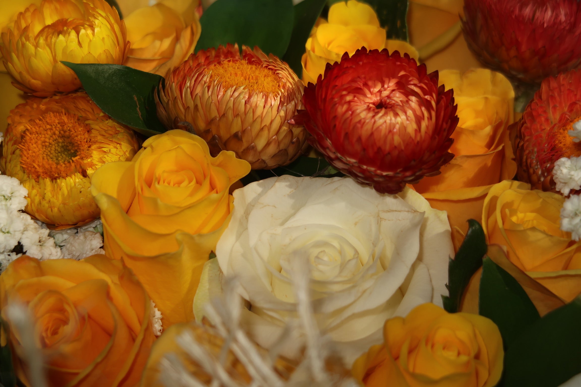 Yellow Submarine (Signature Petal Arrangement)