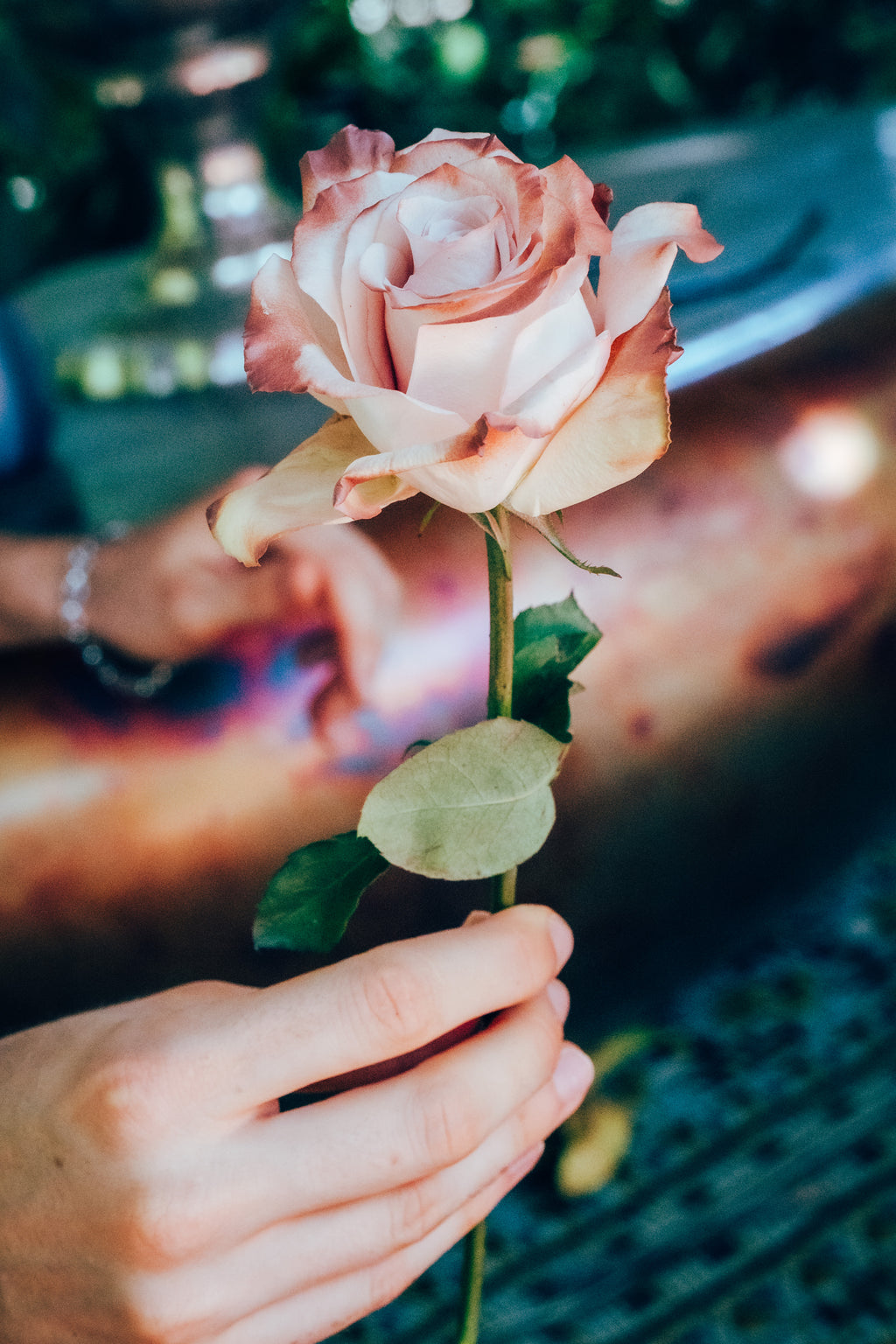 Hand holding a pink rose with a blurred background