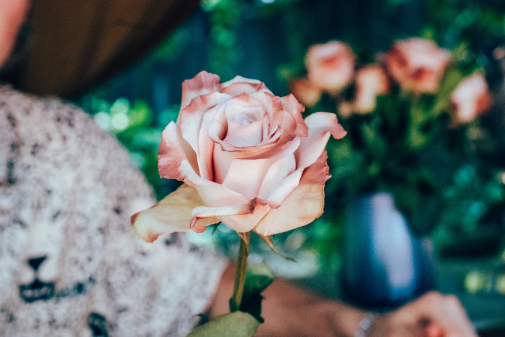 Close-up of a pink rose held by a person with a blurred background