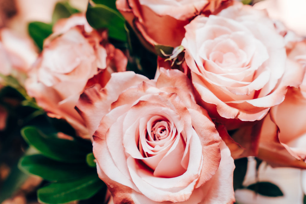 Close-up of brown tip pink roses with green leaves