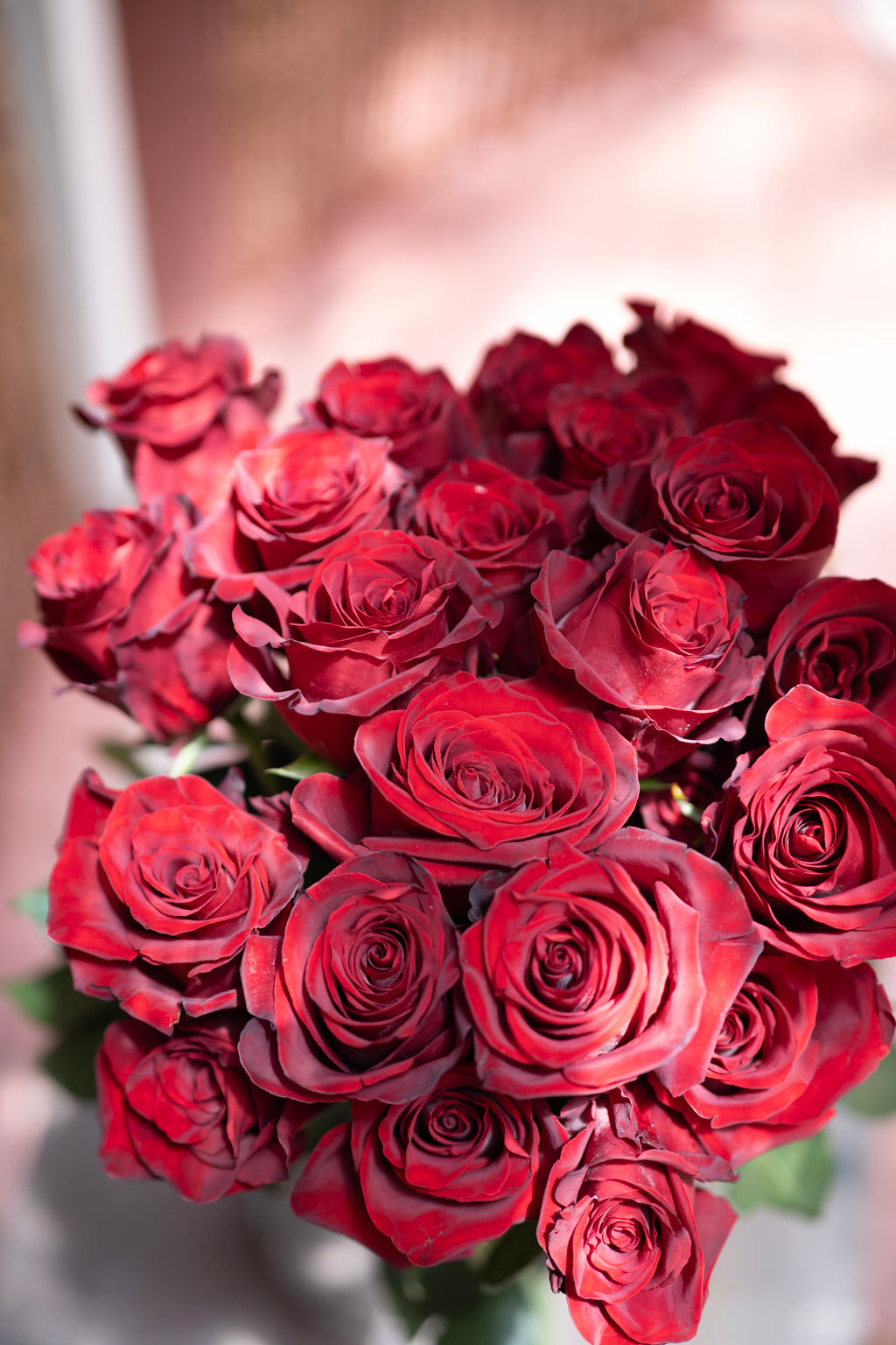 Red Rose — The Lover